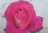 Una rosa es una rosa