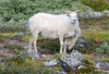 Cambio de lana a la oveja