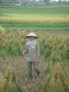Campos de arroz en vietnam