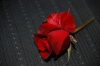 Una rosa un amor