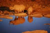 Mam rinoceronte y su cra beben durante la noche
