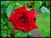 La rosa de la lluvia