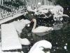 El cisne y la nieve