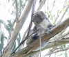 El koala