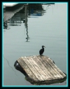 El cormoran