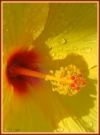 Hibiscus amarilla