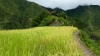 Banaue-ko arroza