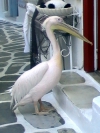 El pelicano petros de mykonos
