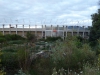 Estadio ungal
