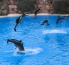 Delfines voladores