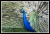 Return of the peacock !