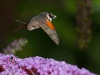 Insecto colibri en leizaran