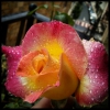 Rosa con lluvia.
