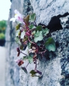 Flores a traves del muro