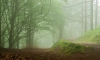 Niebla en el  bosque
