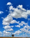 Nubes de algodon