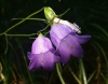 Lamparas naturales violetas
