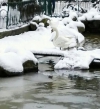 El lago de los cisnes