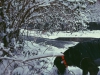 Kovu y su primera nevada