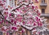 Color de primavera bajo la nieve