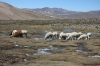 Alpacas en el altiplano andino