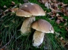 Boletus...........