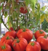 Tomates de terraza