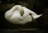 El cisne