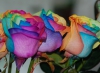 Rosas