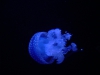 Medusa luminosa