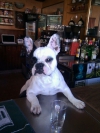 Perro barman