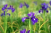 Lirio pirenaico (iris latifolia )