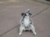 Lemur sentado