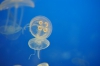 Medusas