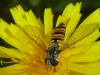 Retrato de una abeja