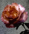 Rosa