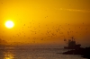 Seagulls at sunset