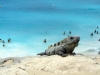 Iguana en la playa de tulum (mxico)