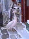 "petros" el pelicano de mikonos