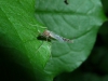 Minimosquito
