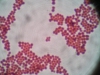 Staphilococcus sp