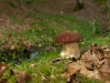 Boletus aestivalis o reticulatus