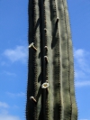 Cactus florido