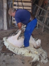 Peluquera de ovejas en len