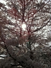 Un rayo de luz entre cerezos