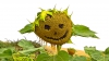Smile sunflower