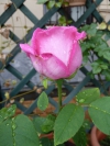 Primera rosa del 2012