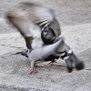 Pelea de palomos