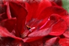 Flor roja en macro