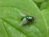 Mosca verde